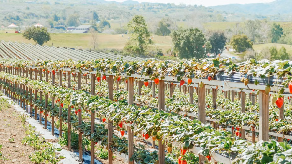 Sunlit strawberry plantation showcasing rows of vibrant plants in a picturesque countryside setting.